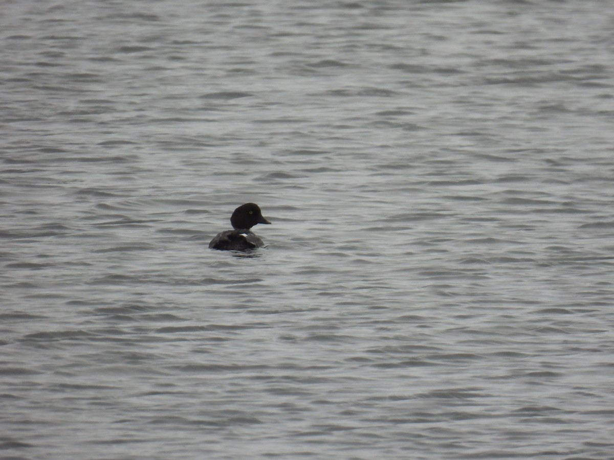 Common Goldeneye - ML646209227