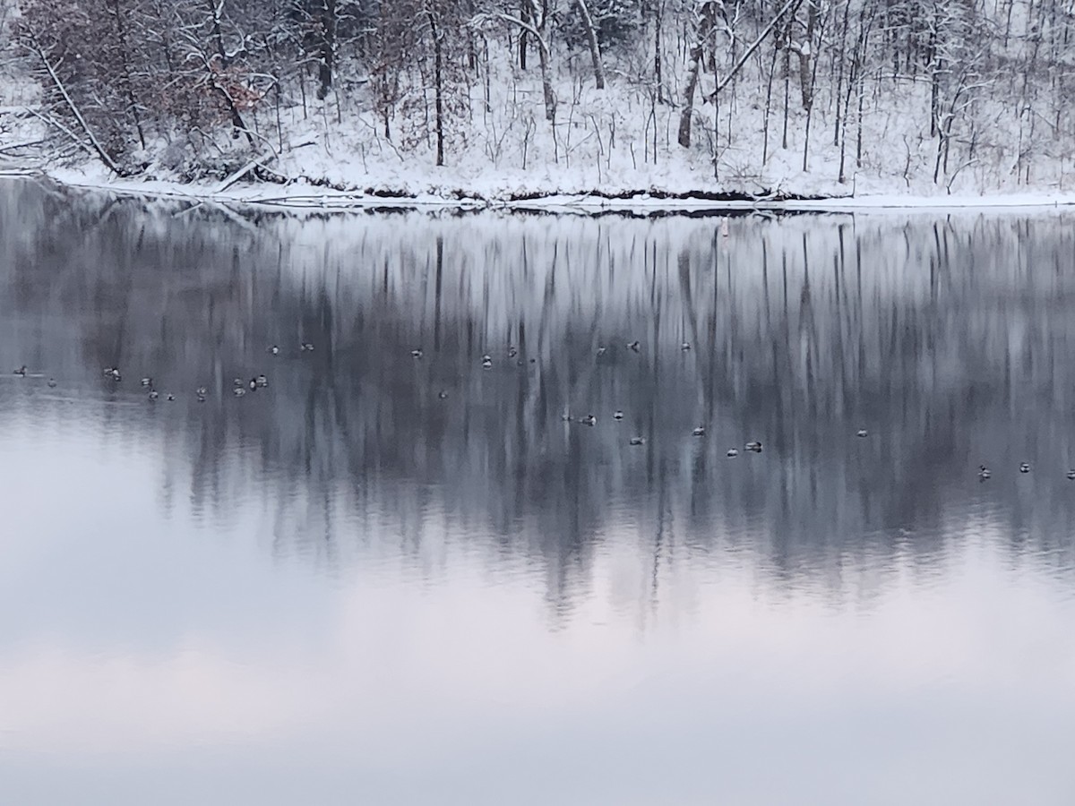 Cackling Goose - ML646209240