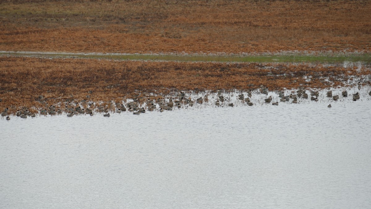 コガモ - ML646209244