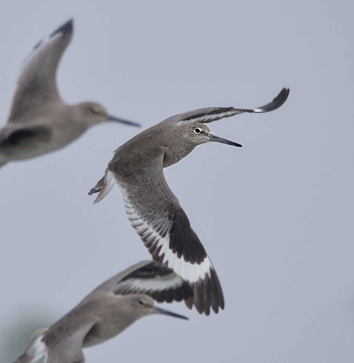 Willet - ML646209245