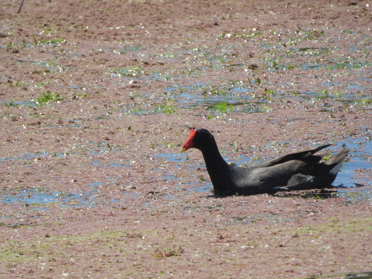 slípka americká - ML646209249