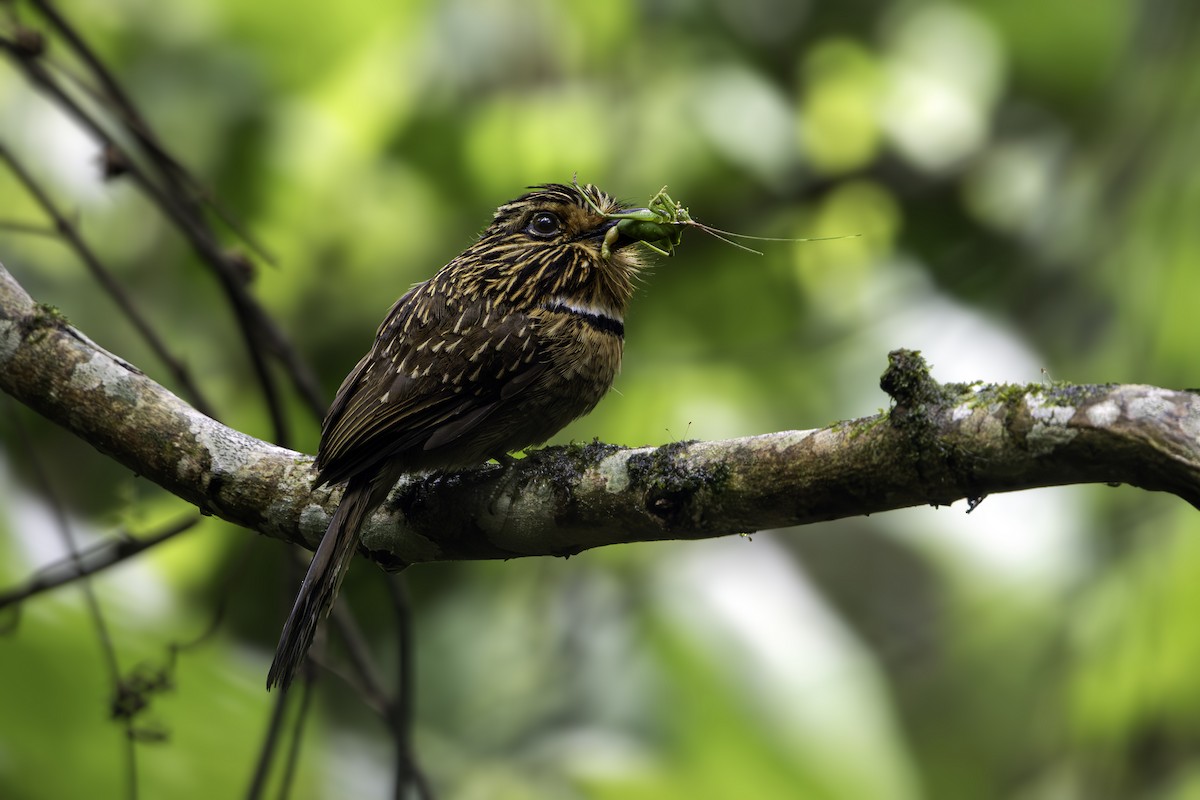 Crescent-chested Puffbird (Greater) - ML646209250