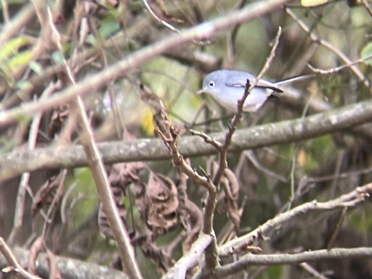Blue-gray Gnatcatcher - ML646209252