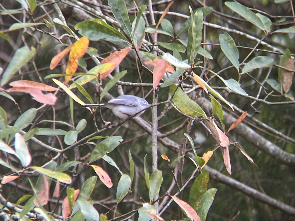 Blue-gray Gnatcatcher - ML646209253