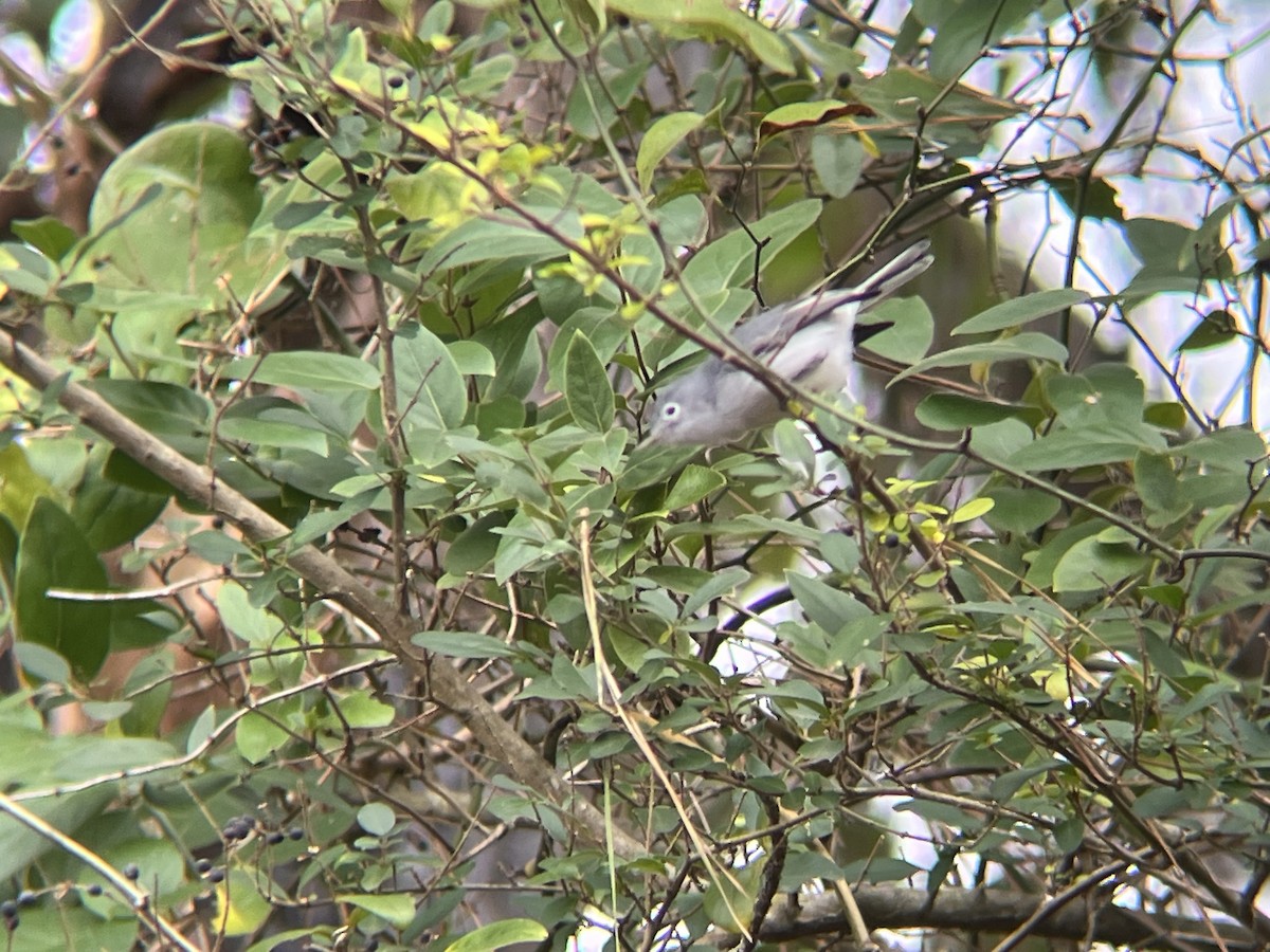 Blue-gray Gnatcatcher - ML646209254