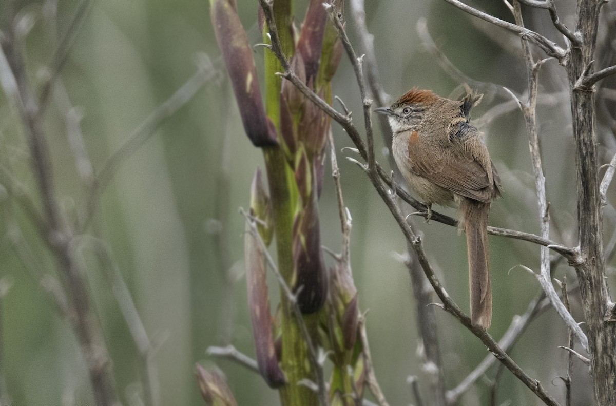 Pale-breasted Spinetail - ML646209269