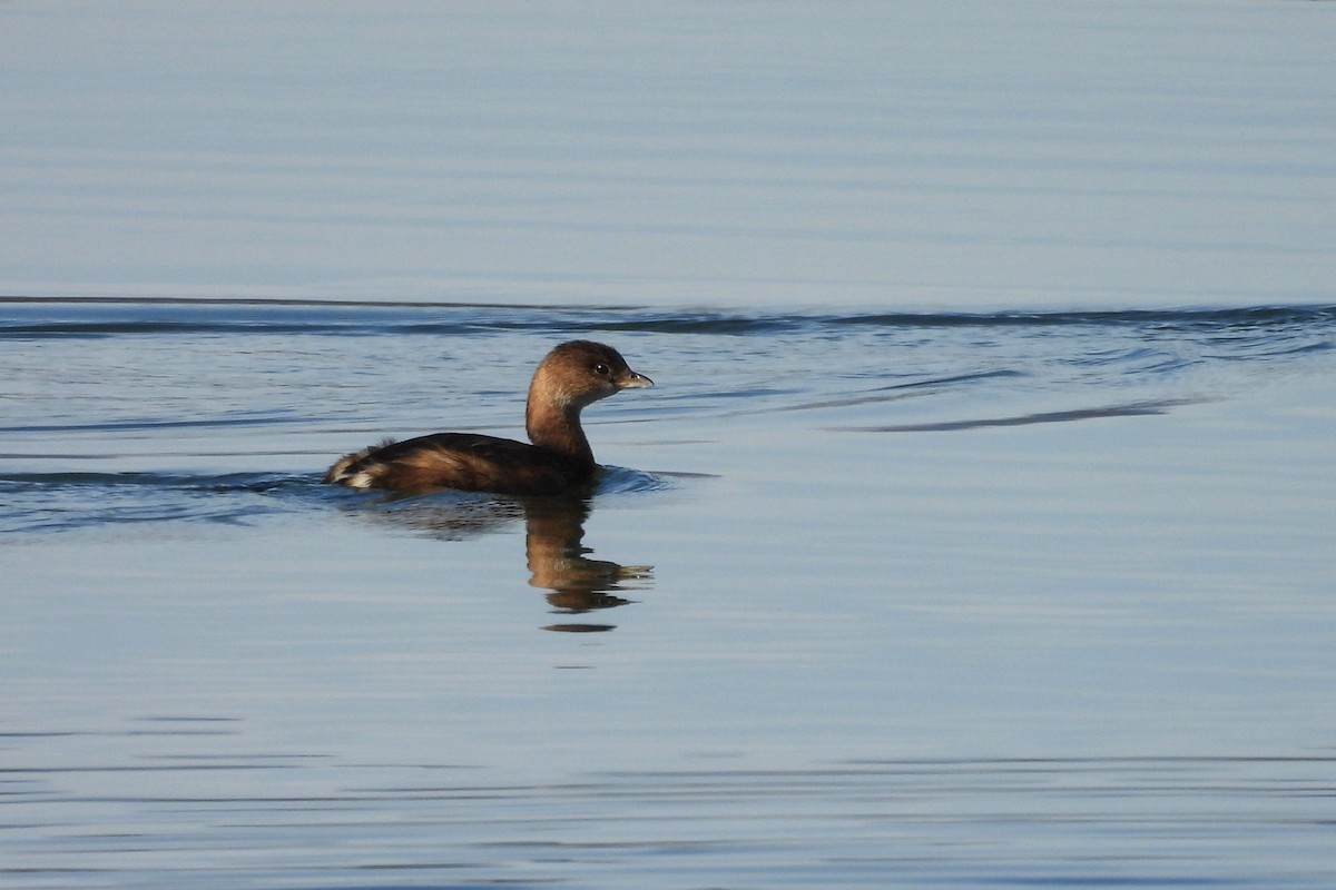 Pied-billed Grebe - ML646209274