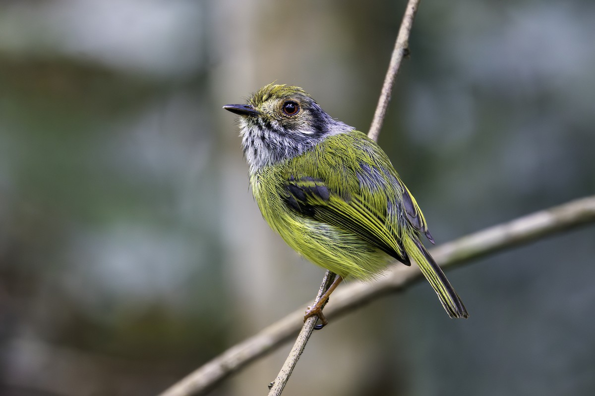 Eared Pygmy-Tyrant - ML646209275