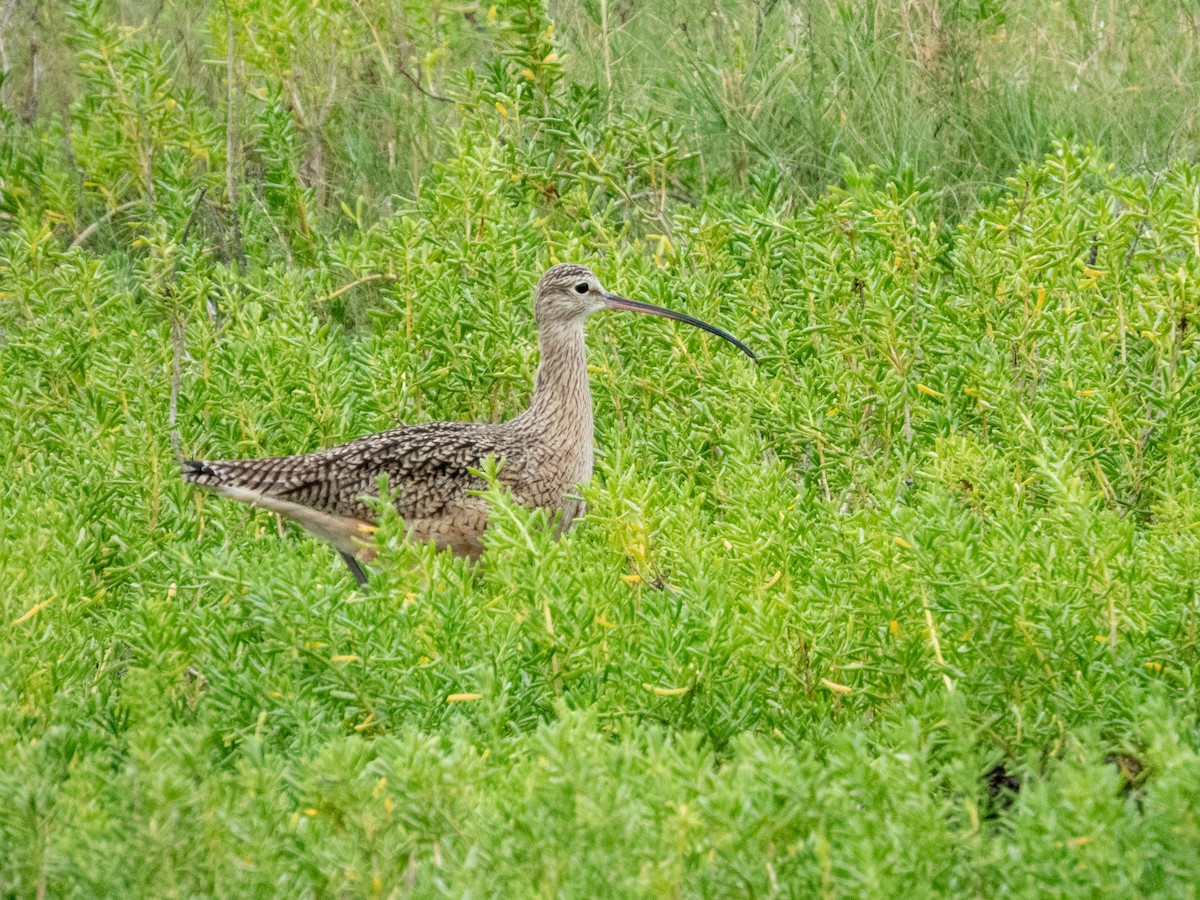 Кульон американський - ML646209279