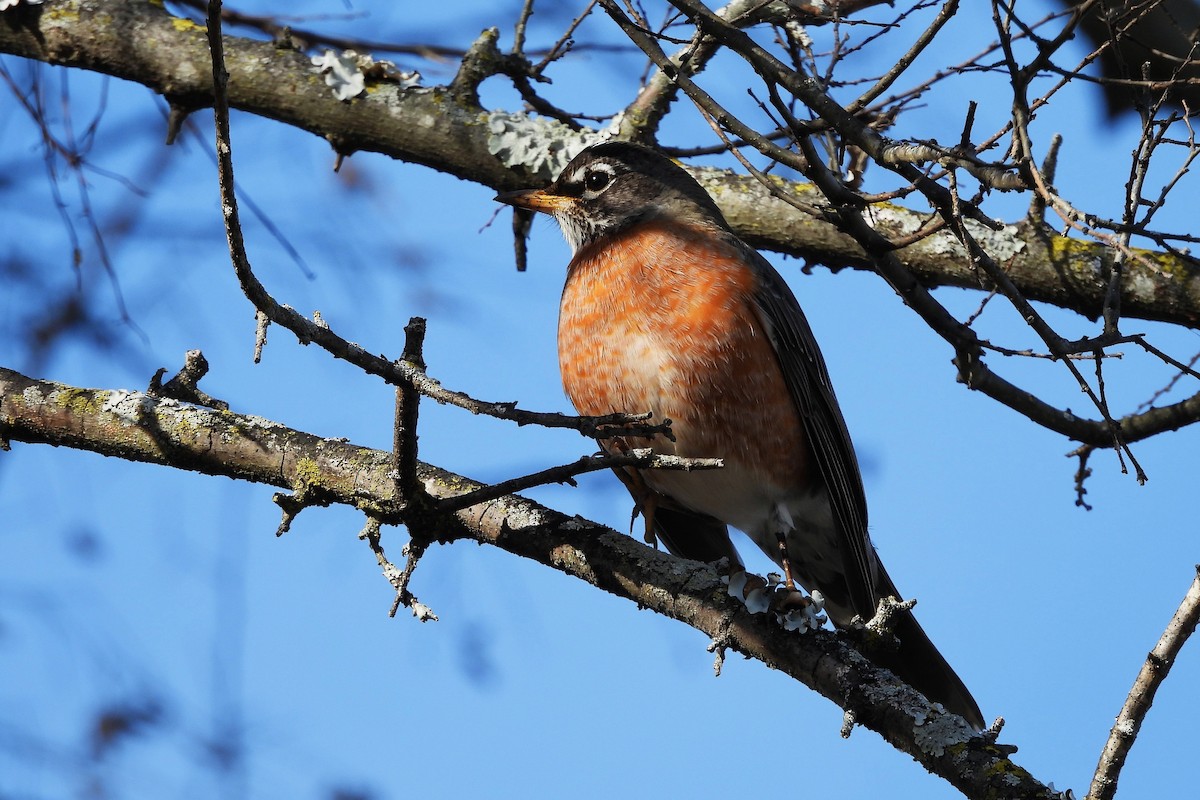 American Robin - ML646209281