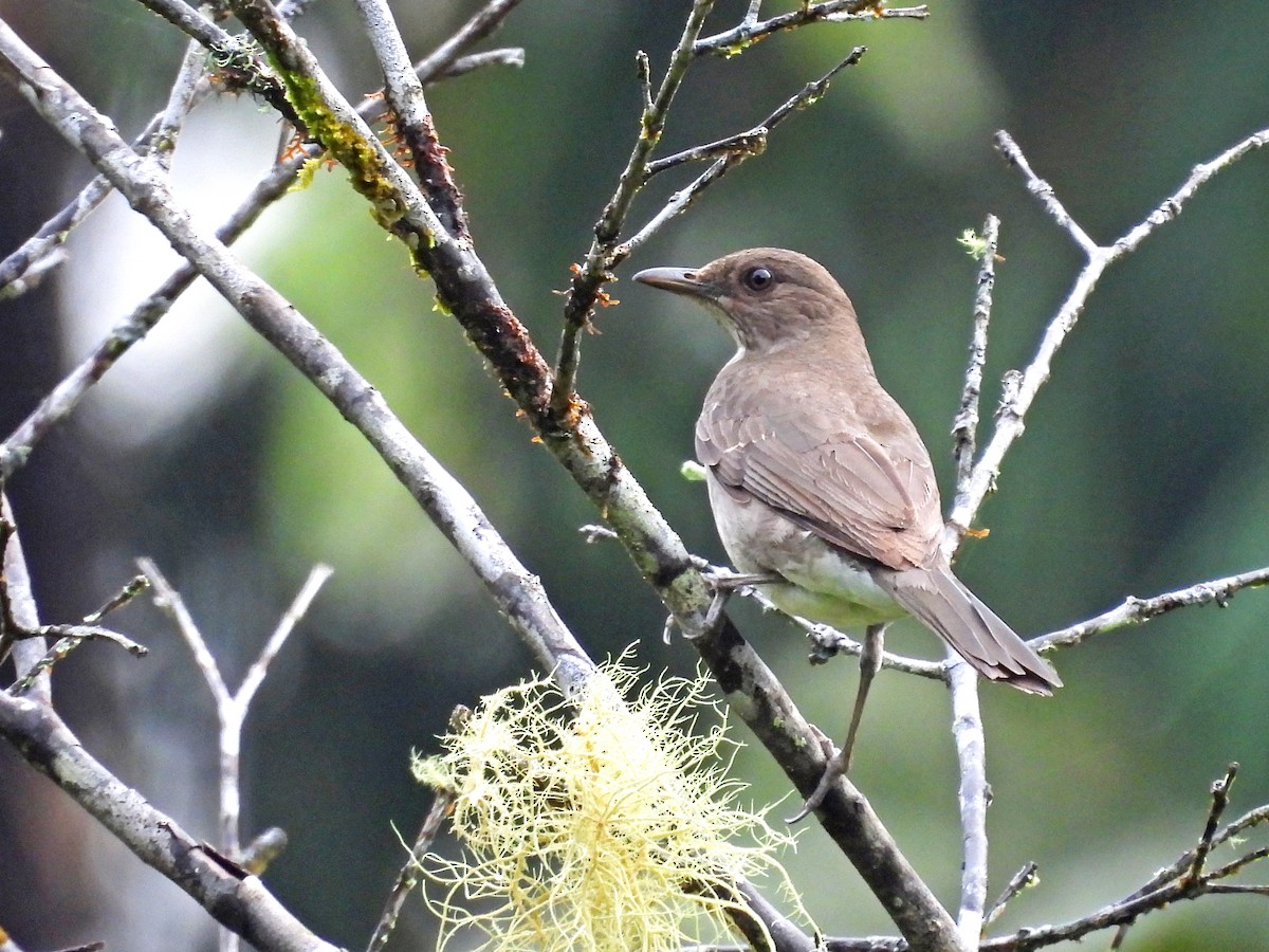 Black-billed Thrush - ML646209283