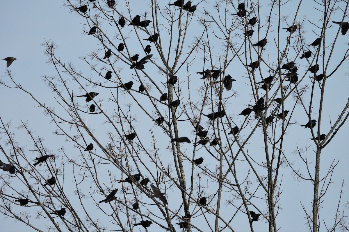 Common Grackle - ML646209296