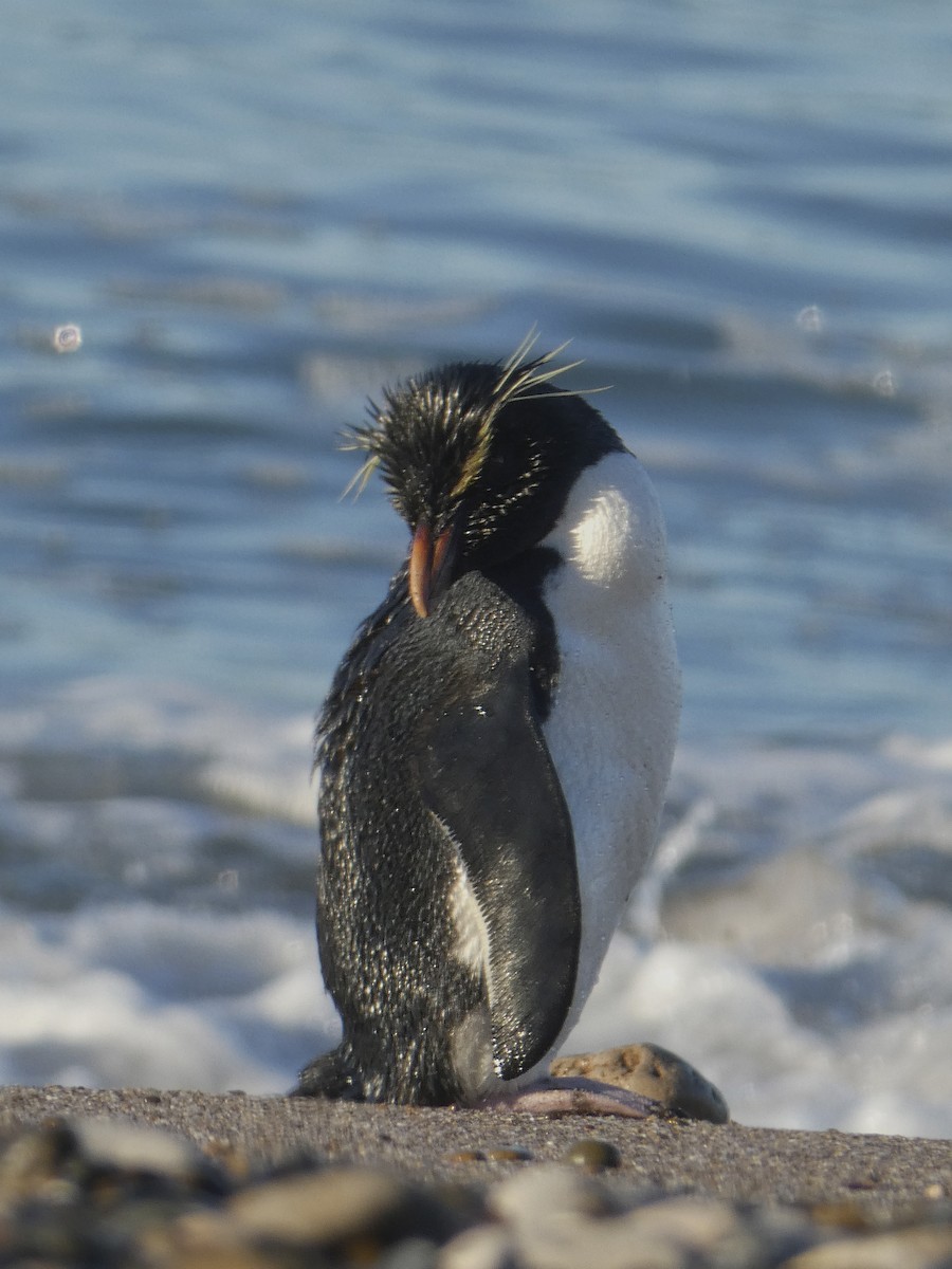 Western Rockhopper Penguin - ML646209303