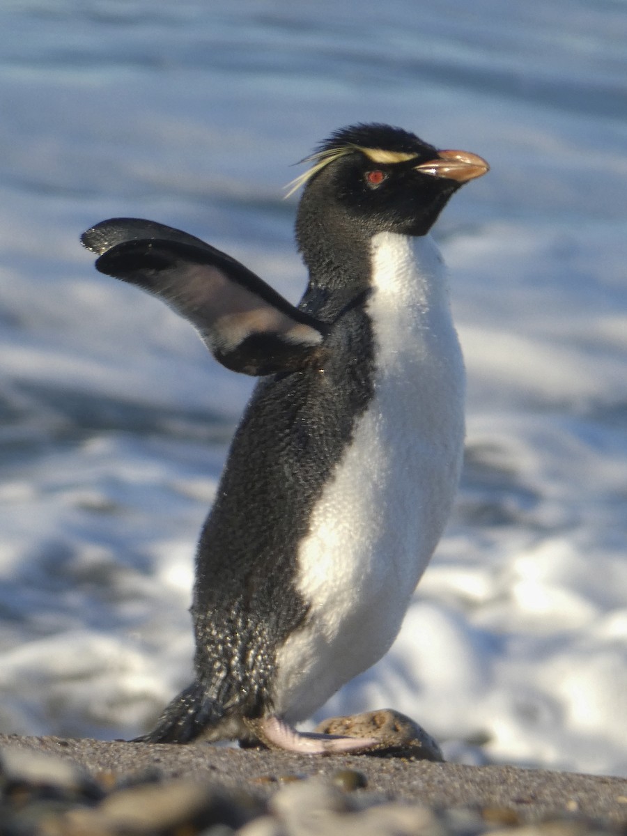 Western Rockhopper Penguin - ML646209305