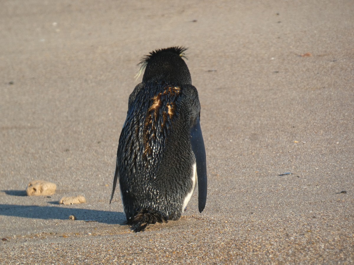 Western Rockhopper Penguin - ML646209313