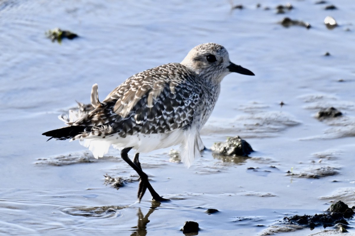 חופזי מנומר - ML646209314