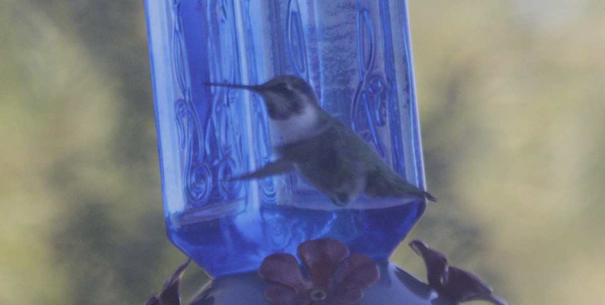 Costa's Hummingbird - ML646209322