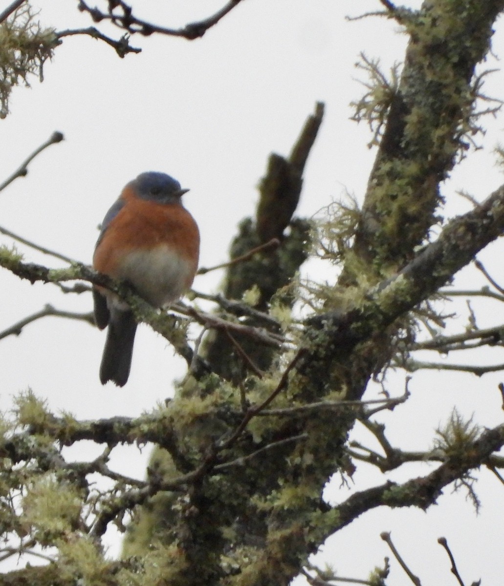 Блакитник східний - ML646209323