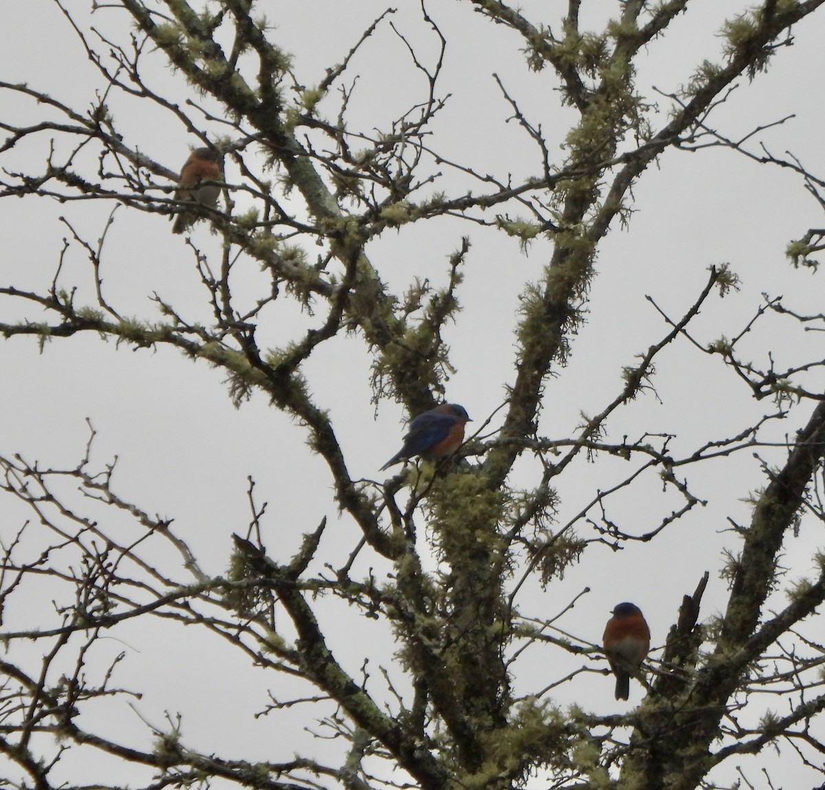 Блакитник східний - ML646209324