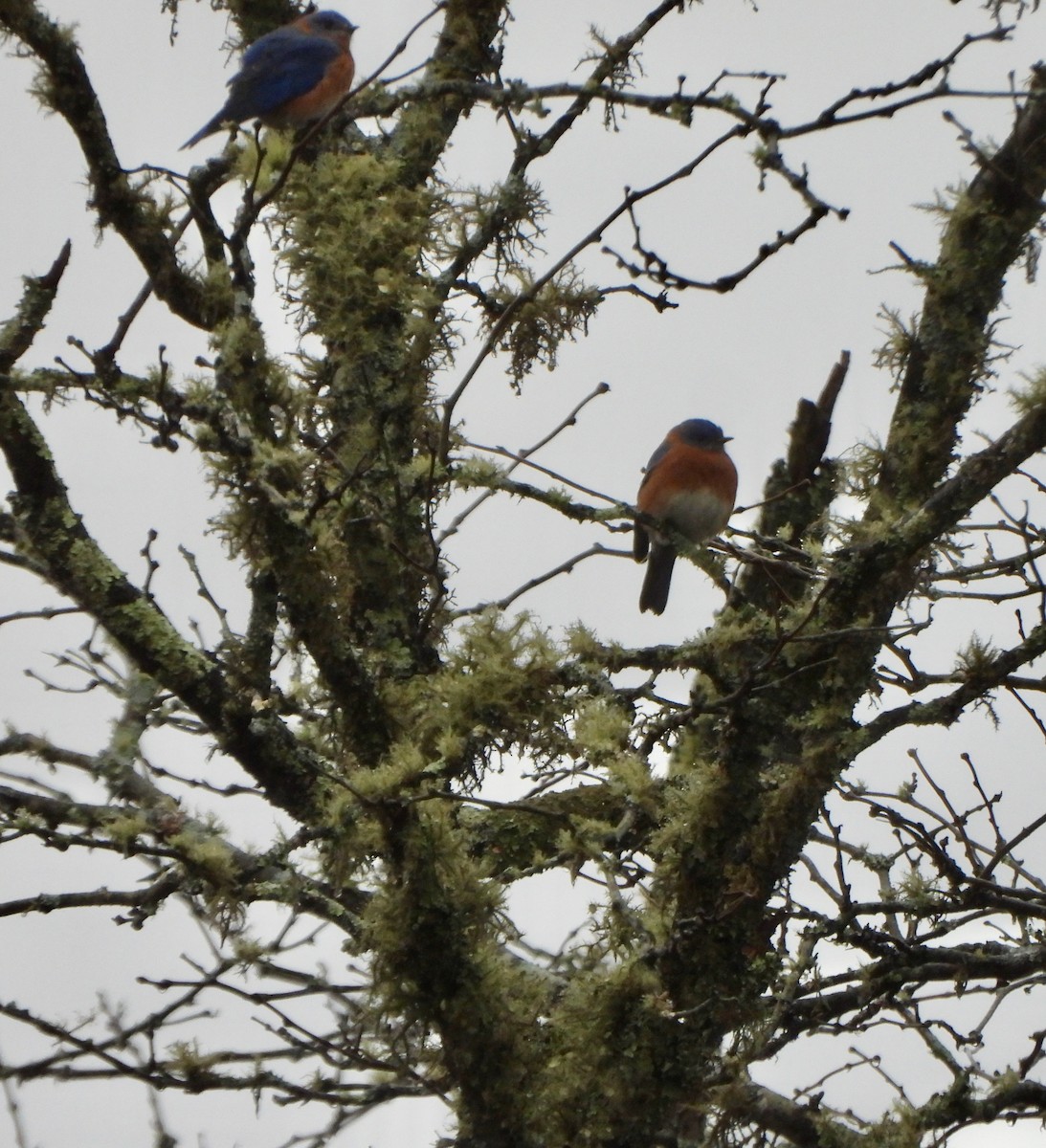 Блакитник східний - ML646209325