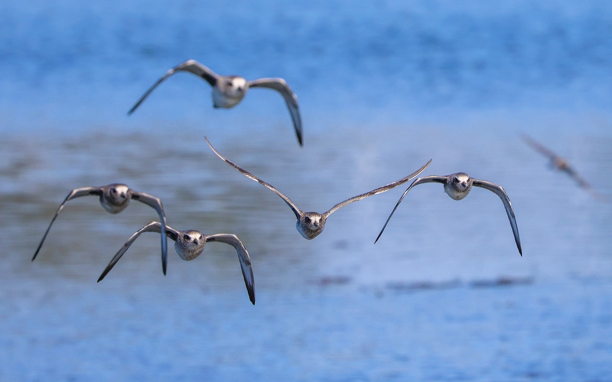 חופזי מנומר - ML646209327