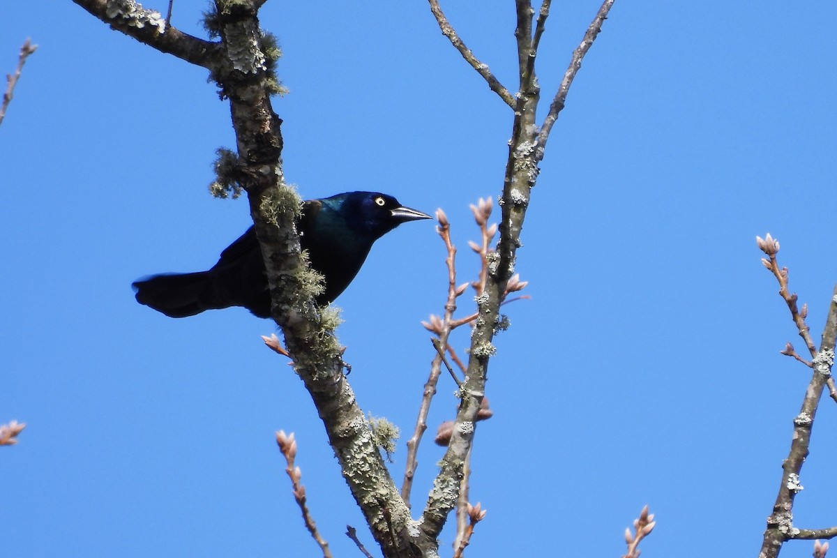 Common Grackle - ML646209328