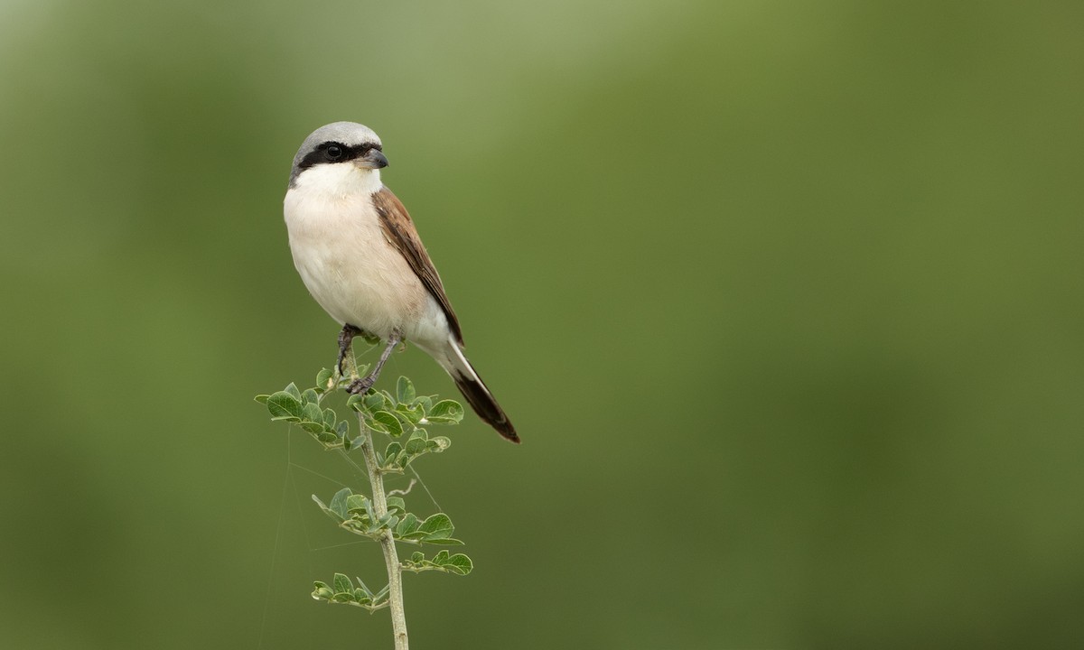 Red-backed Shrike - ML646209330