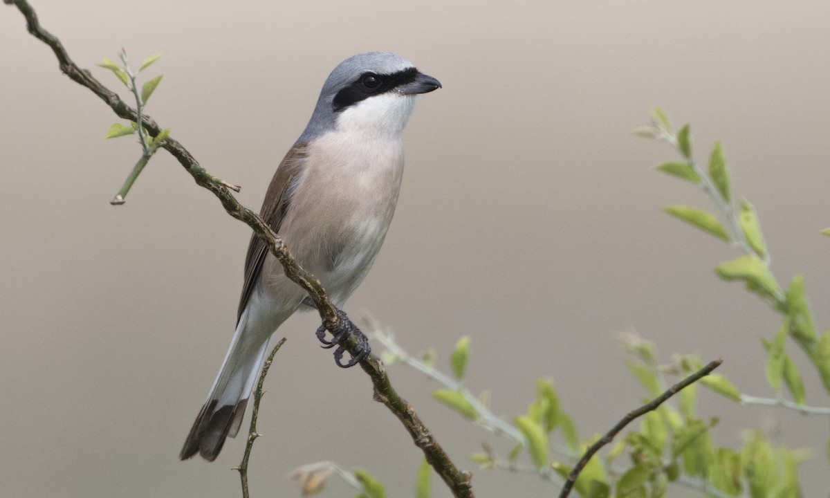 Red-backed Shrike - ML646209333