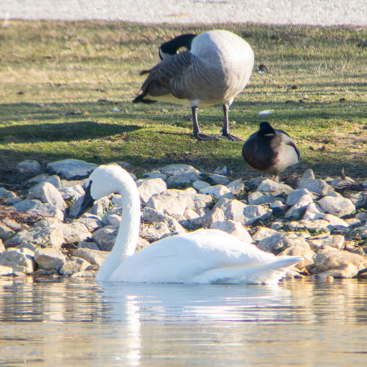 Trumpeter Swan - ML646209344