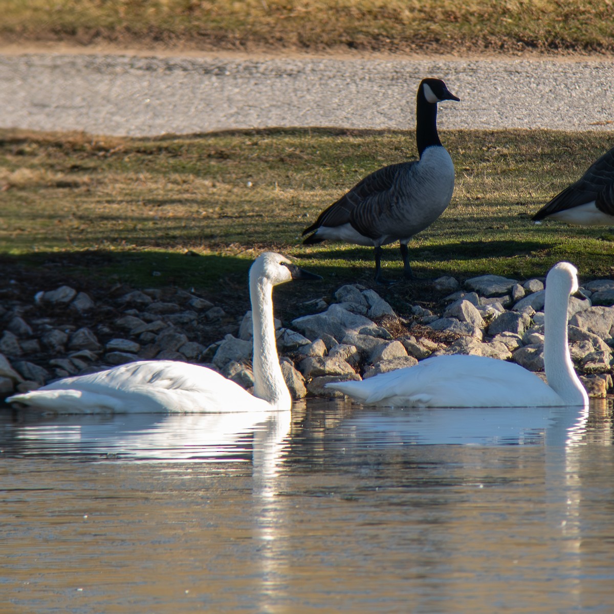 Trumpeter Swan - ML646209345