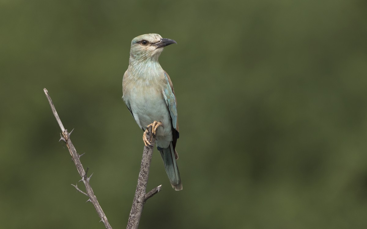 European Roller - ML646209348