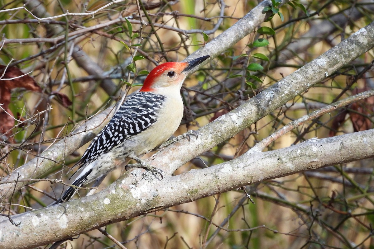 Red-bellied Woodpecker - ML646209352