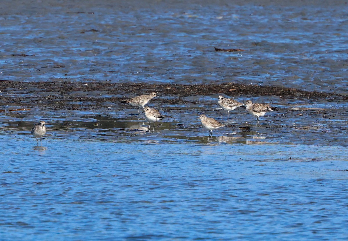 חופזי מנומר - ML646209353