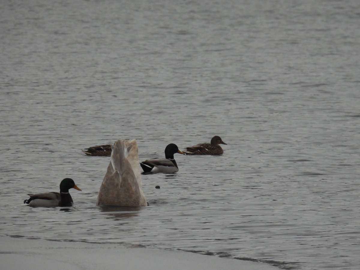 Mallard - ML646209354