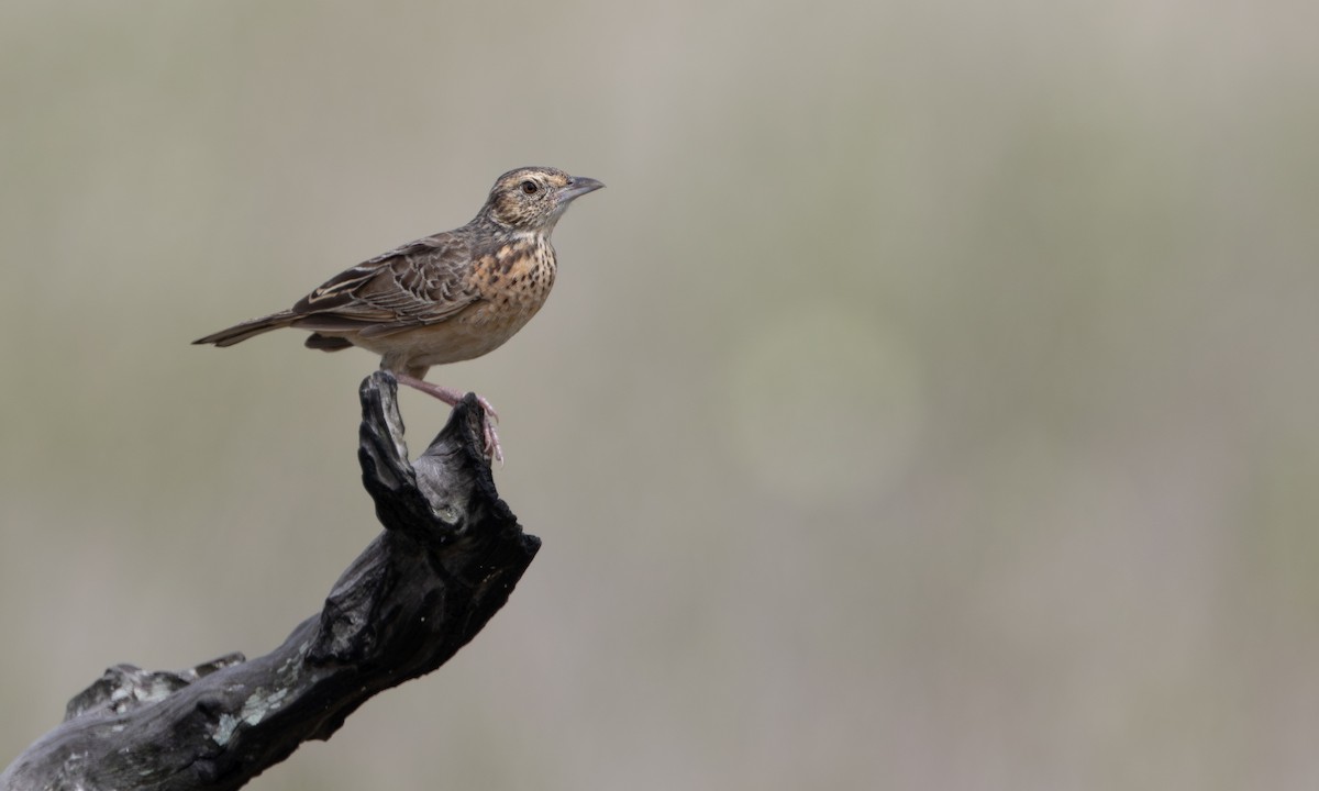 Flappet Lark - ML646209356