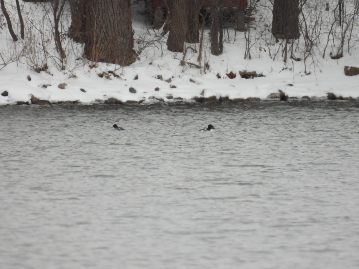 Common Goldeneye - ML646209370