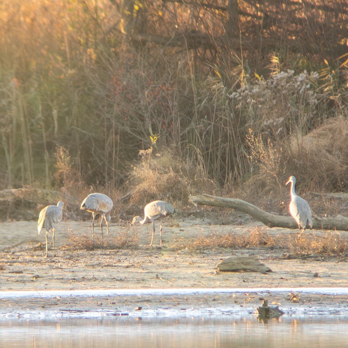 Sandhill Crane - ML646209371