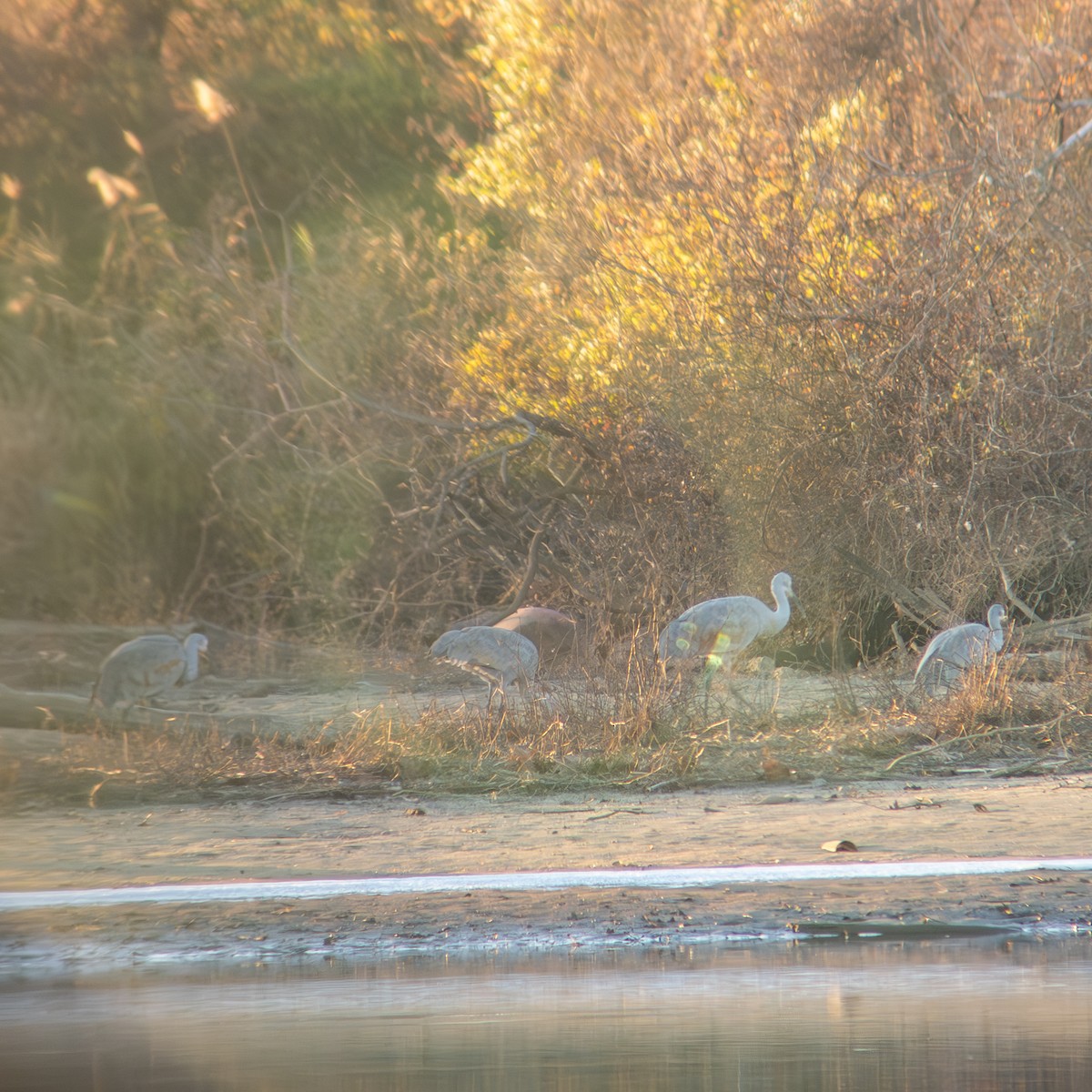 Sandhill Crane - ML646209372