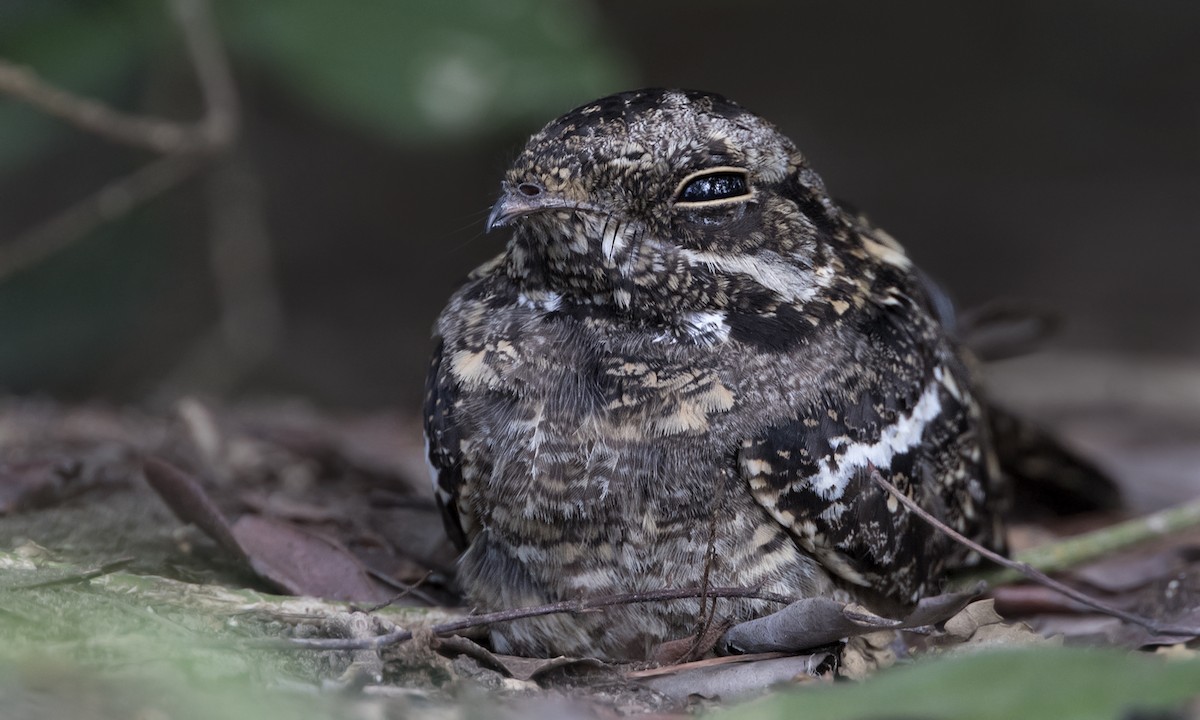 Square-tailed Nightjar - ML646209376