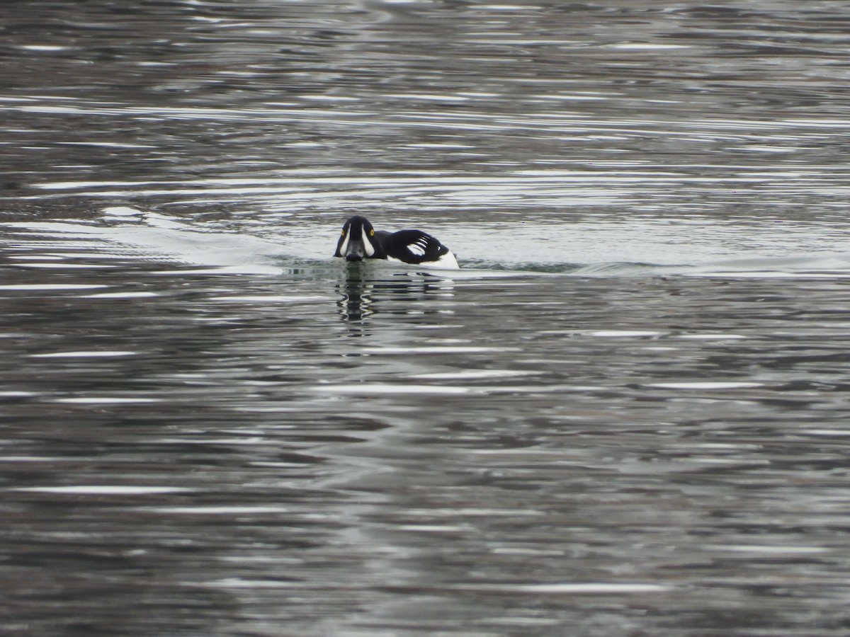 Murgilari islandiarra - ML646209379