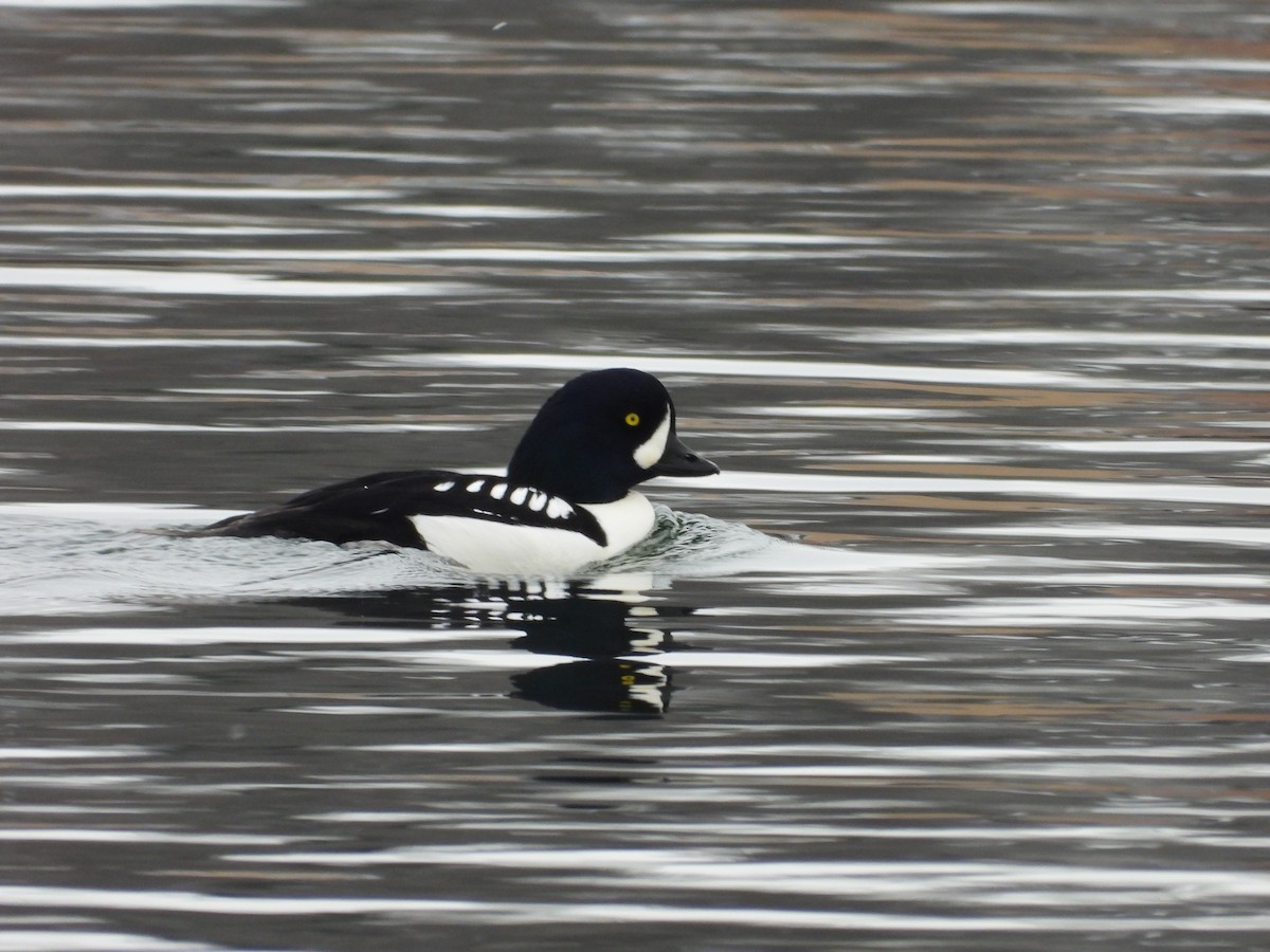 Murgilari islandiarra - ML646209380