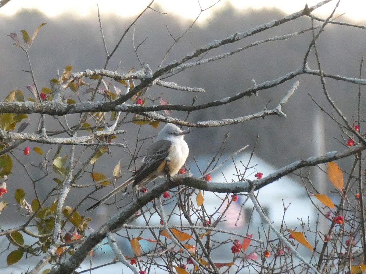 Scissor-tailed Flycatcher - ML646209384