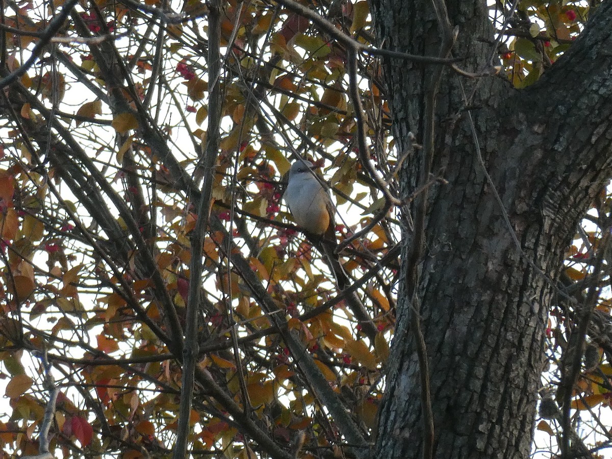 Scissor-tailed Flycatcher - ML646209385