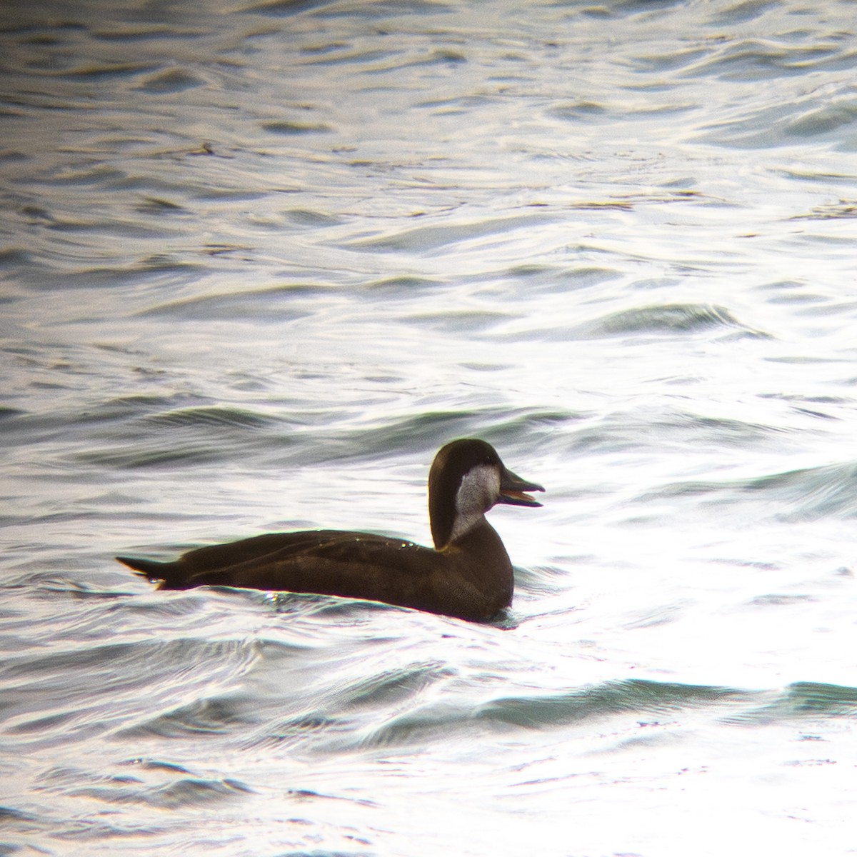 Black Scoter - ML646209397
