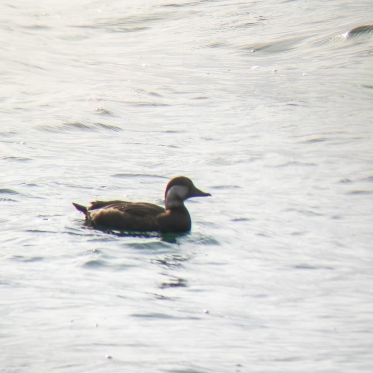 Black Scoter - ML646209398