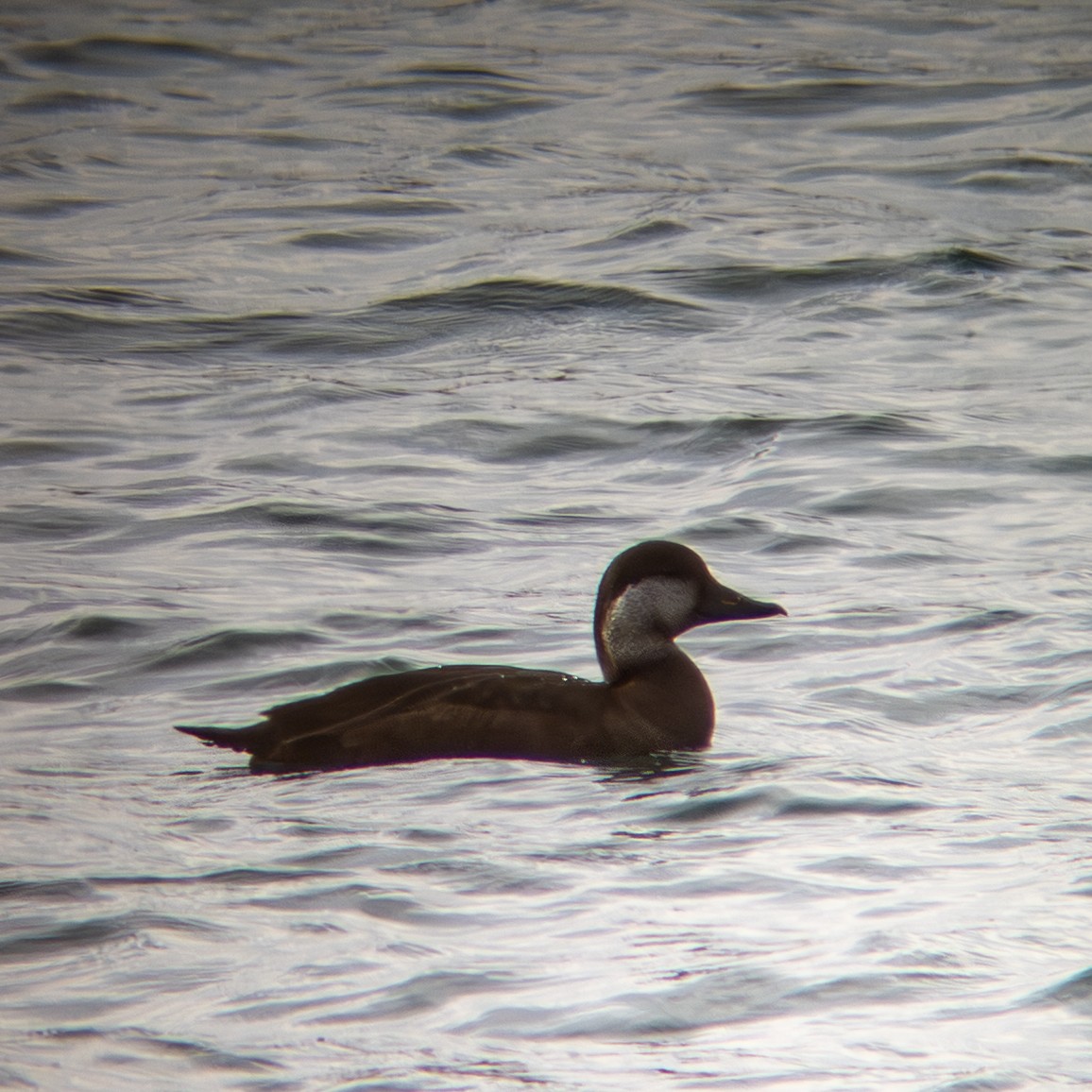 Black Scoter - ML646209399