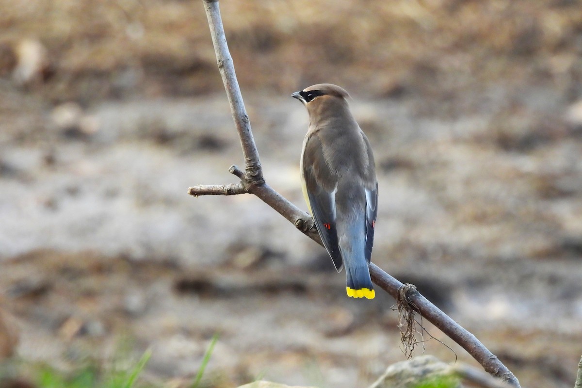 Cedar Waxwing - ML646209400