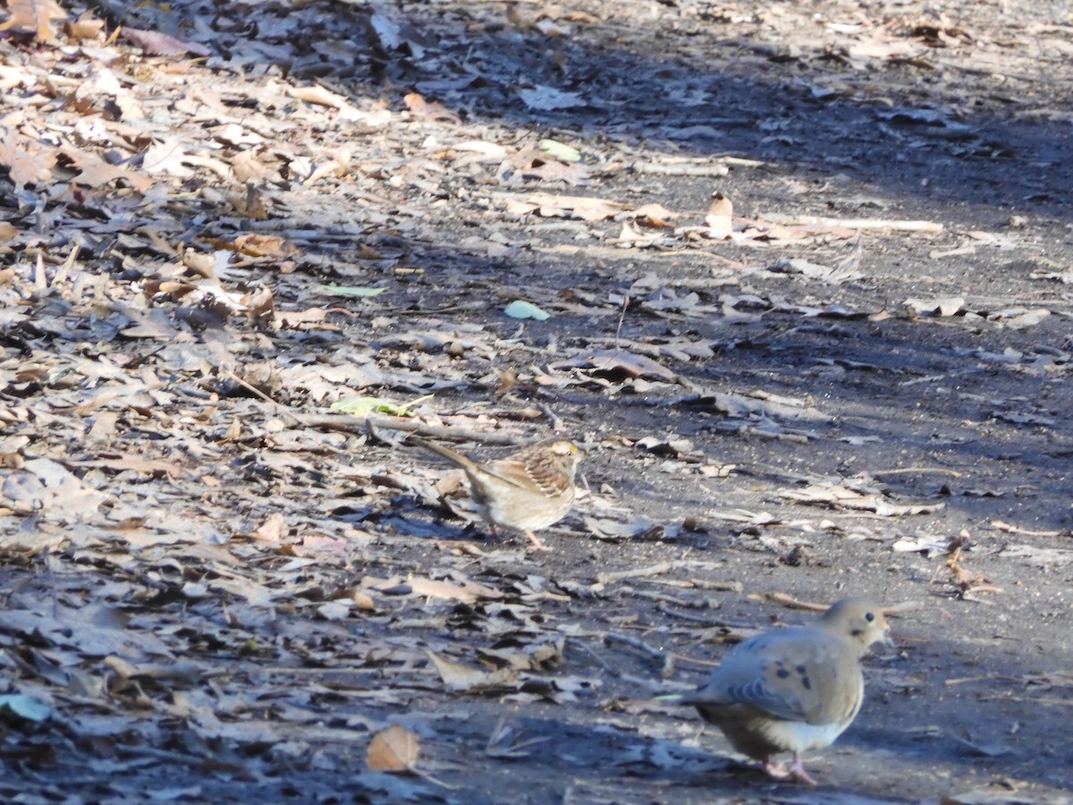 White-throated Sparrow - ML646209404