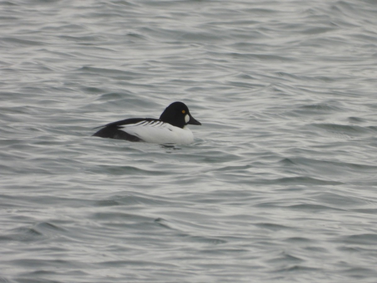 Common Goldeneye - ML646209409