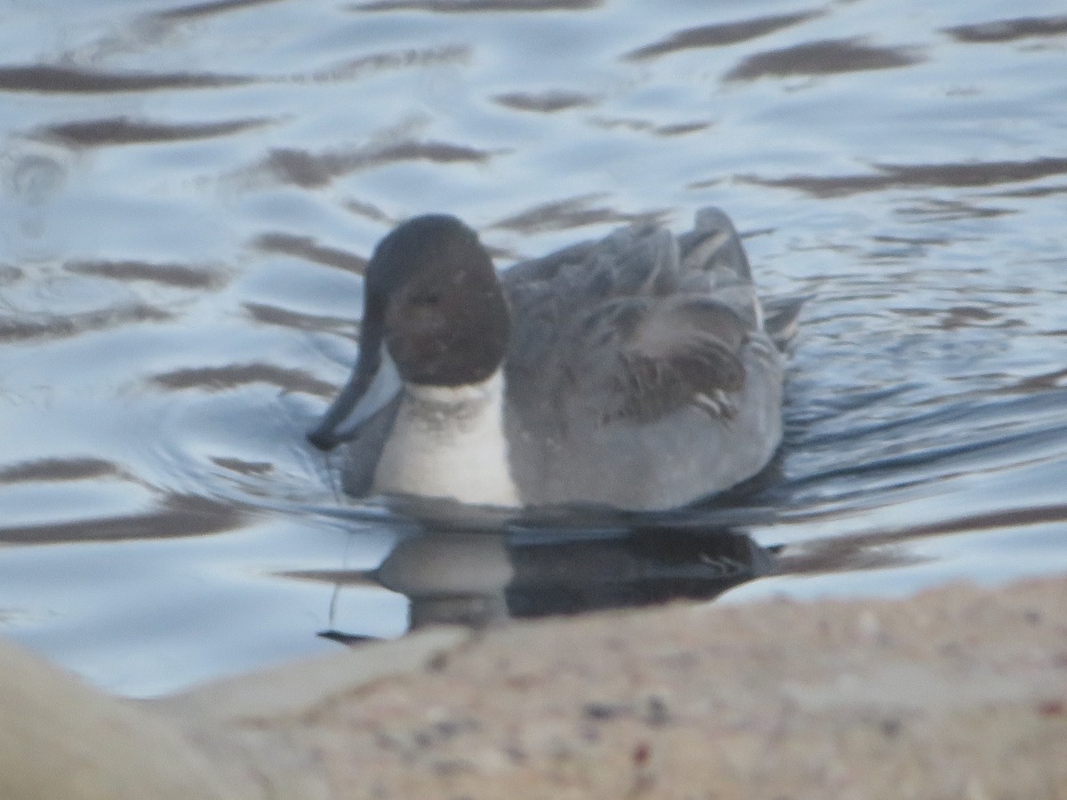 Northern Pintail - ML646209415